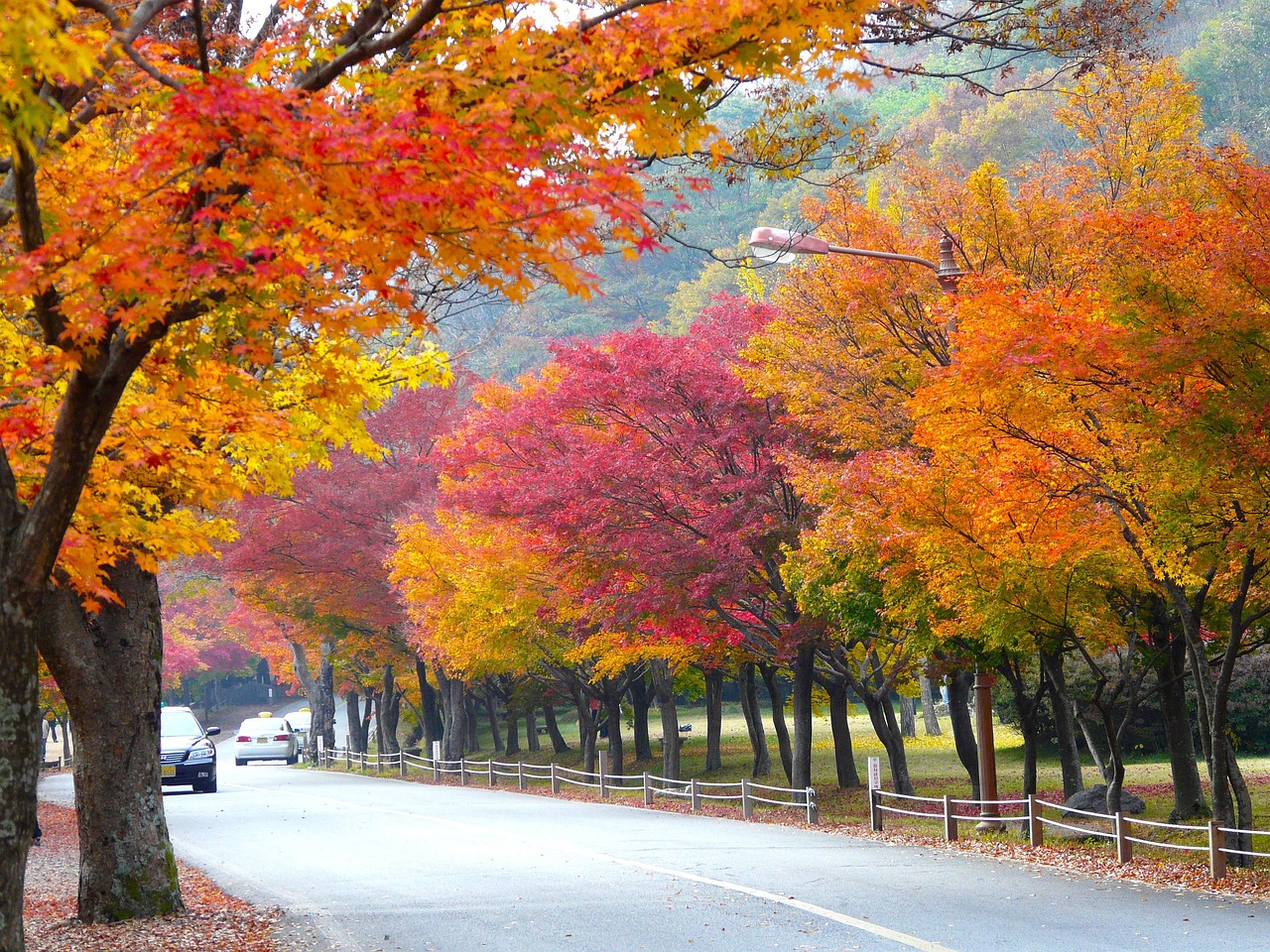 Naejangsan Foliage