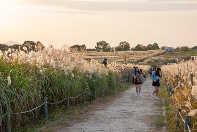 Travel Consultation Image